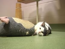 Pet 729