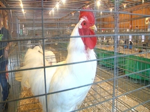 Rooster Cv