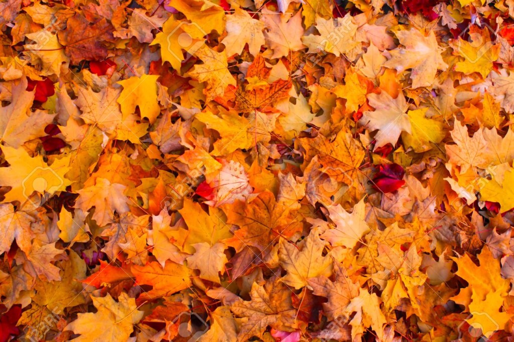 17693153 Dry Autumn Leaves Background Stock Photo