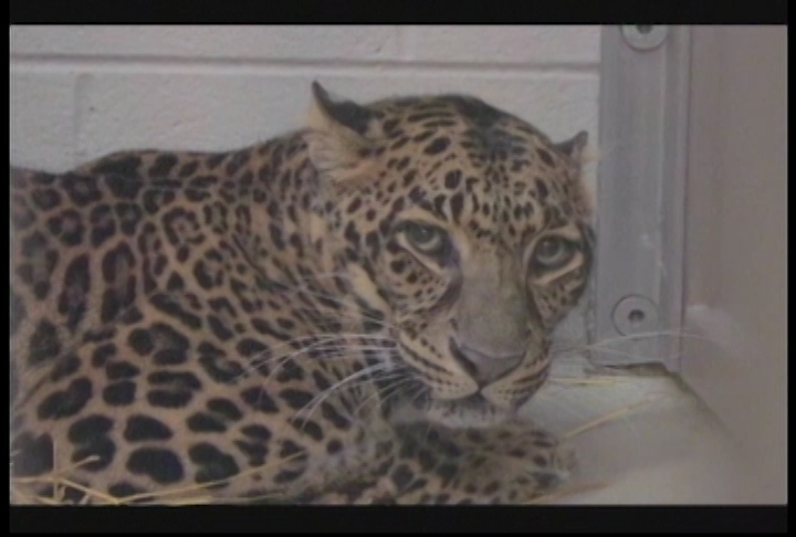 Exotic Animal