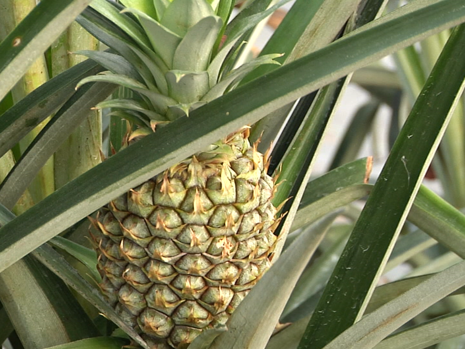Pineapple Pic