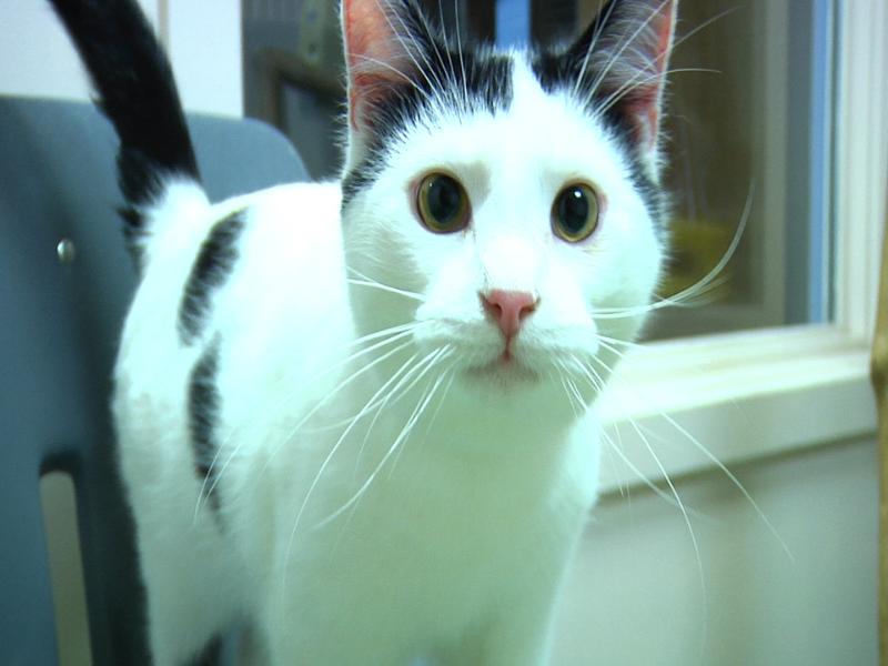Pet Of Week Pic
