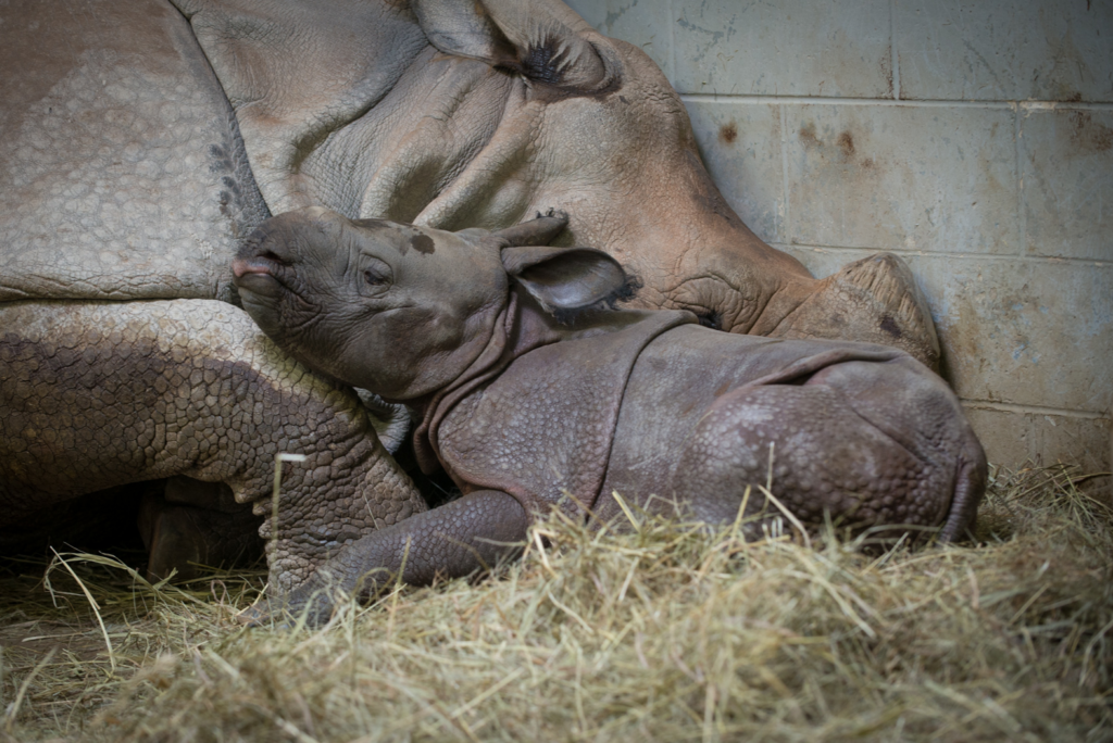 Rhino