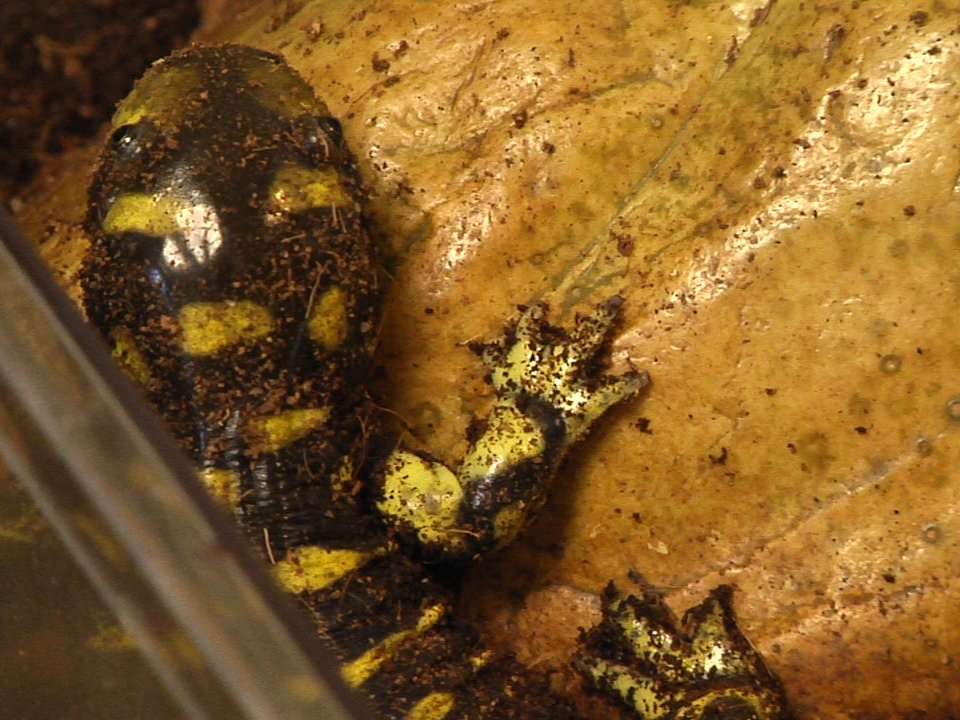 Reptile 2