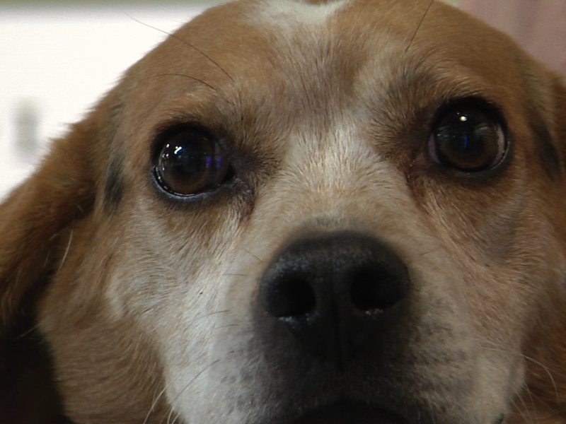 2016.12.16 Pet Of The Week Pic 1