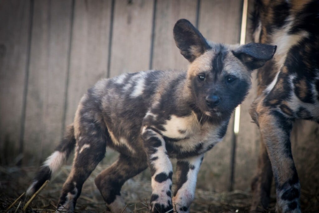 Pup 6