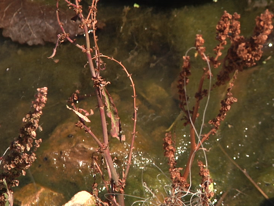 Algae Pic (3)