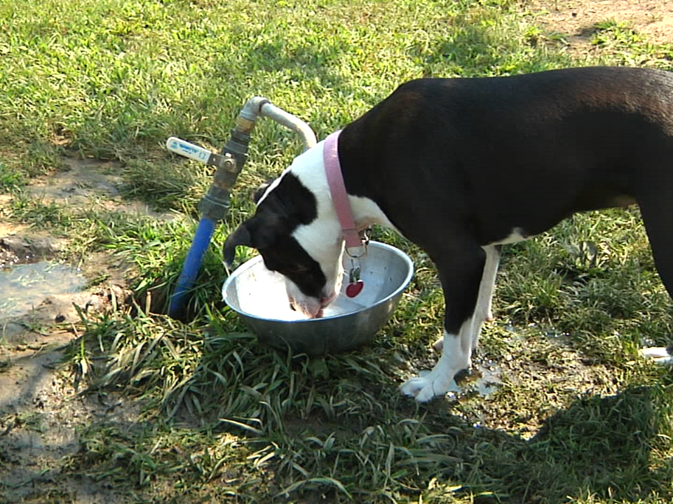 Dog Park Water Pic 1