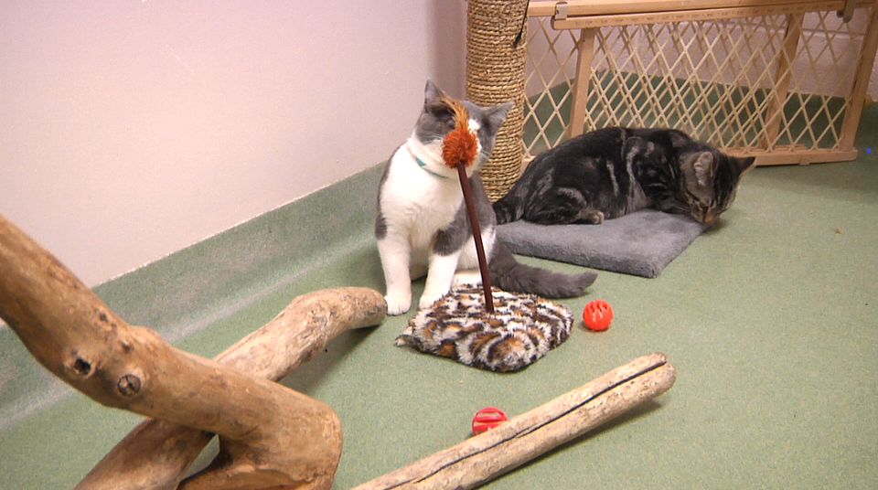 2017.09.29 Pet Of Week