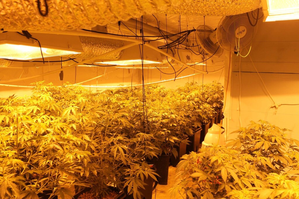 Roseville/somerset Bust
