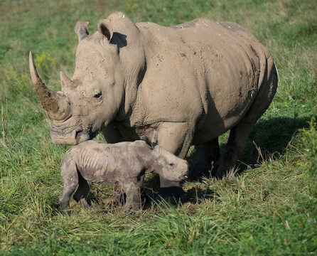 Rhino (white) With Calf 9955 Grahm S Jones Columbus Zoo And Aquarium