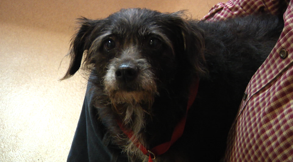 2017.10.13 Pet Of Week