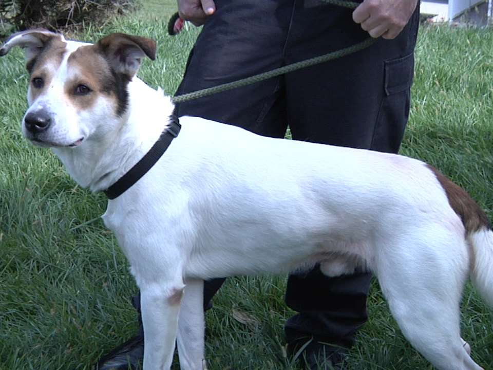 2017.10.31 Dog Pound Pic