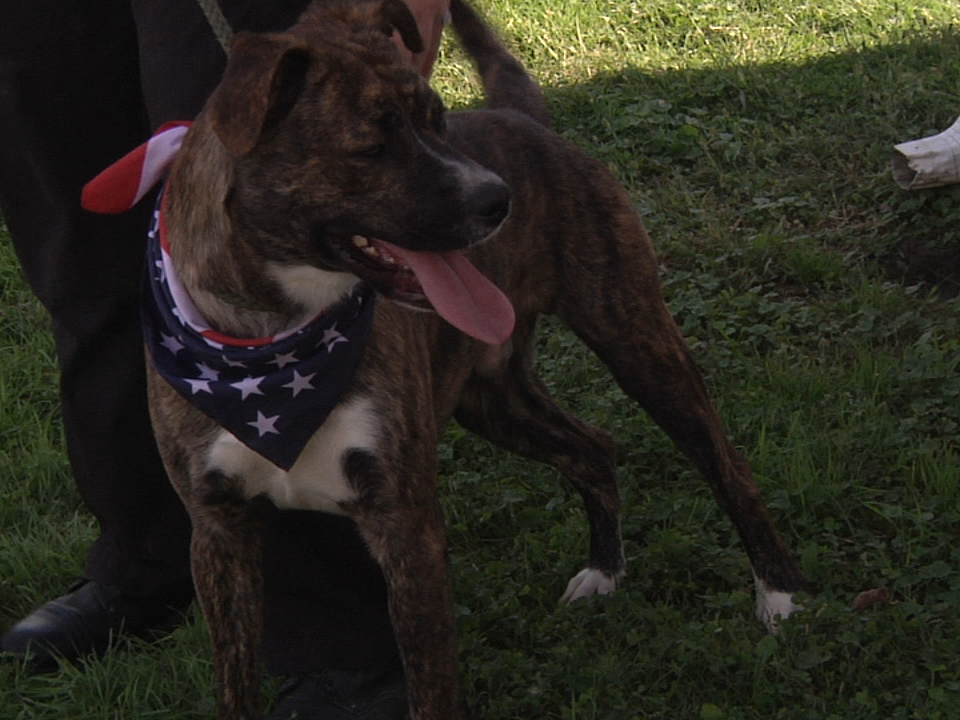 2017.10.10 Dog Pound Pet Pic