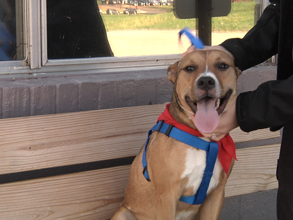 2017.11.14 Dog Pound Pic