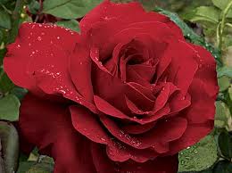 Red Rose