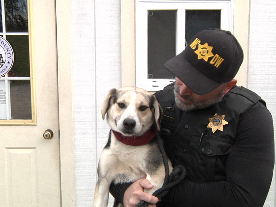 2017.dog Of Week Pic