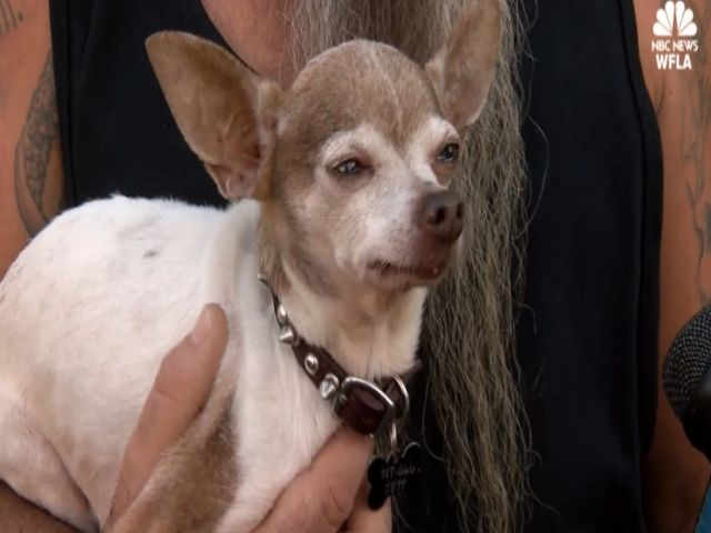 Nc Chihuahavscoyote Mezzn