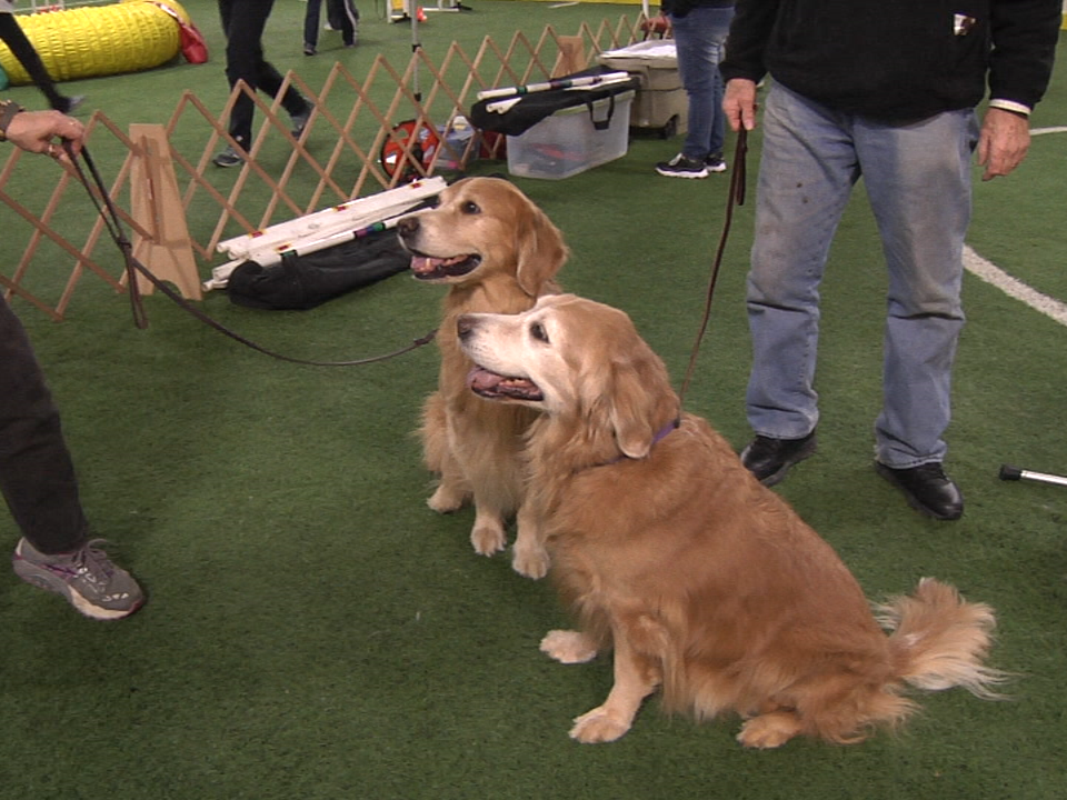 2017.12.30 Dog Agility Vo . 11 1