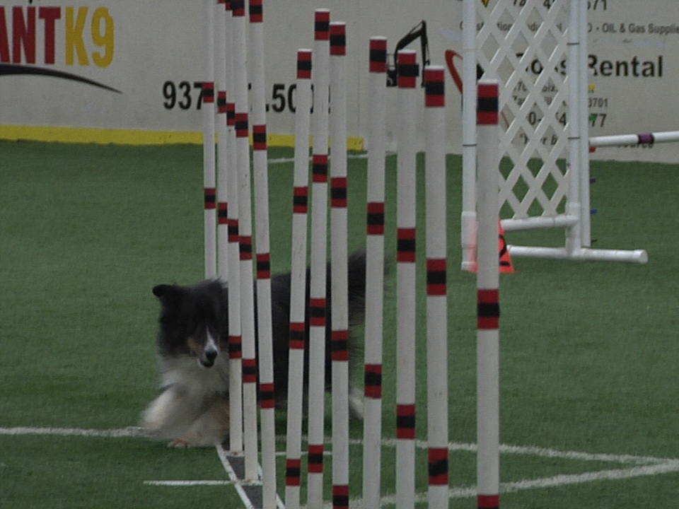 2017.12.30 Dog Agility Vo . 11