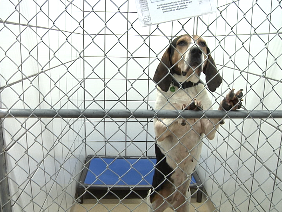 2017.12.02. Animal Shelter Vo . 11 1