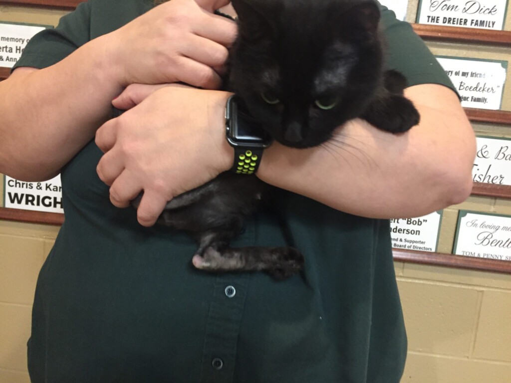 Pet Of The Week Carlene