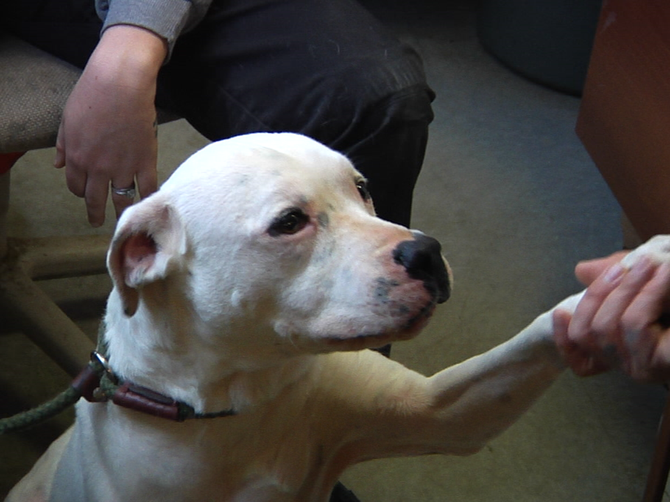 2018.02.22 Pet Pic 1