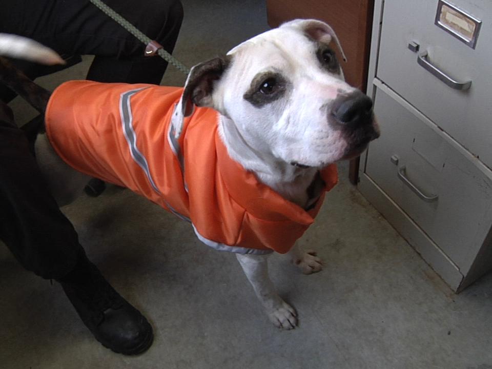 Adoption Center Dog Pic Header