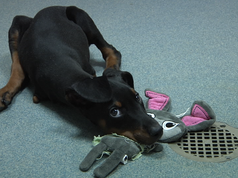 2018.02.02 Pet Of Week Pic