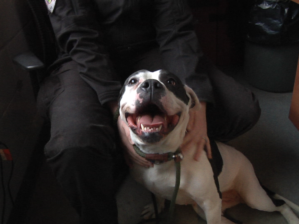 2018.03.13 Adoption Pet Pic 1