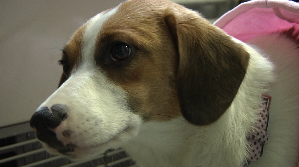 2018.03.27 Adoption Dog Pic