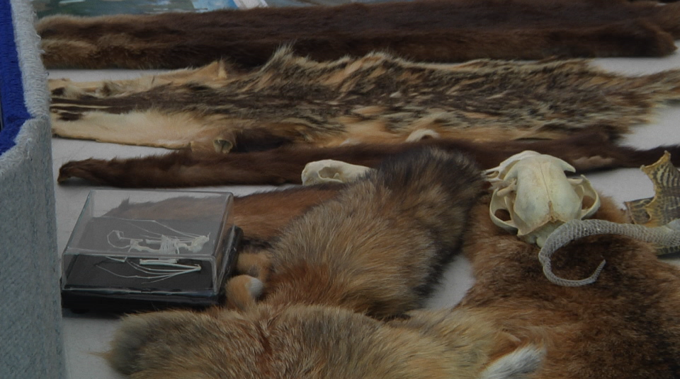 2018.03.24 Wildlife Pic