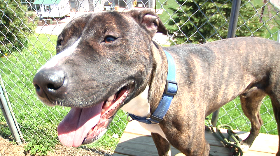 2018.05.01 Dog Pound 6 7 11