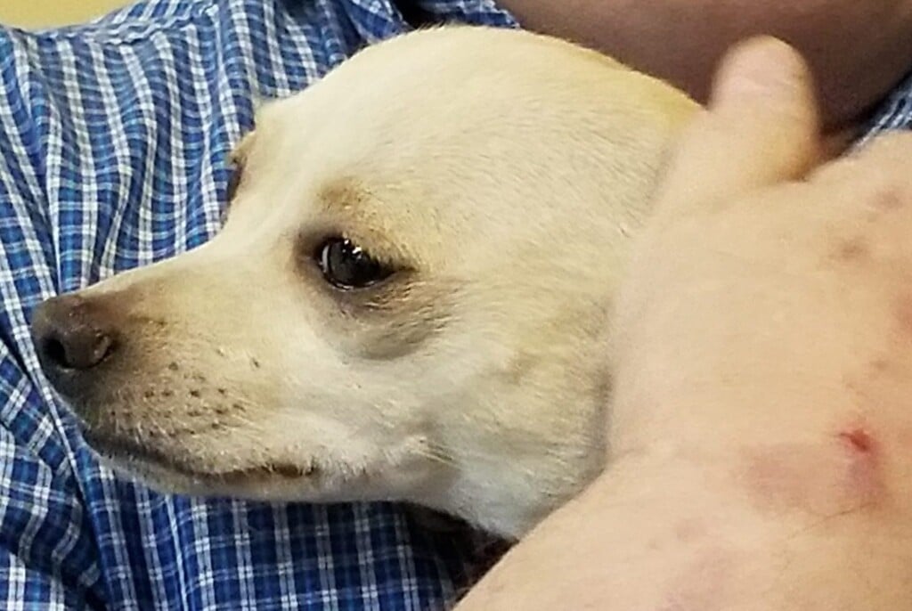 Rosie