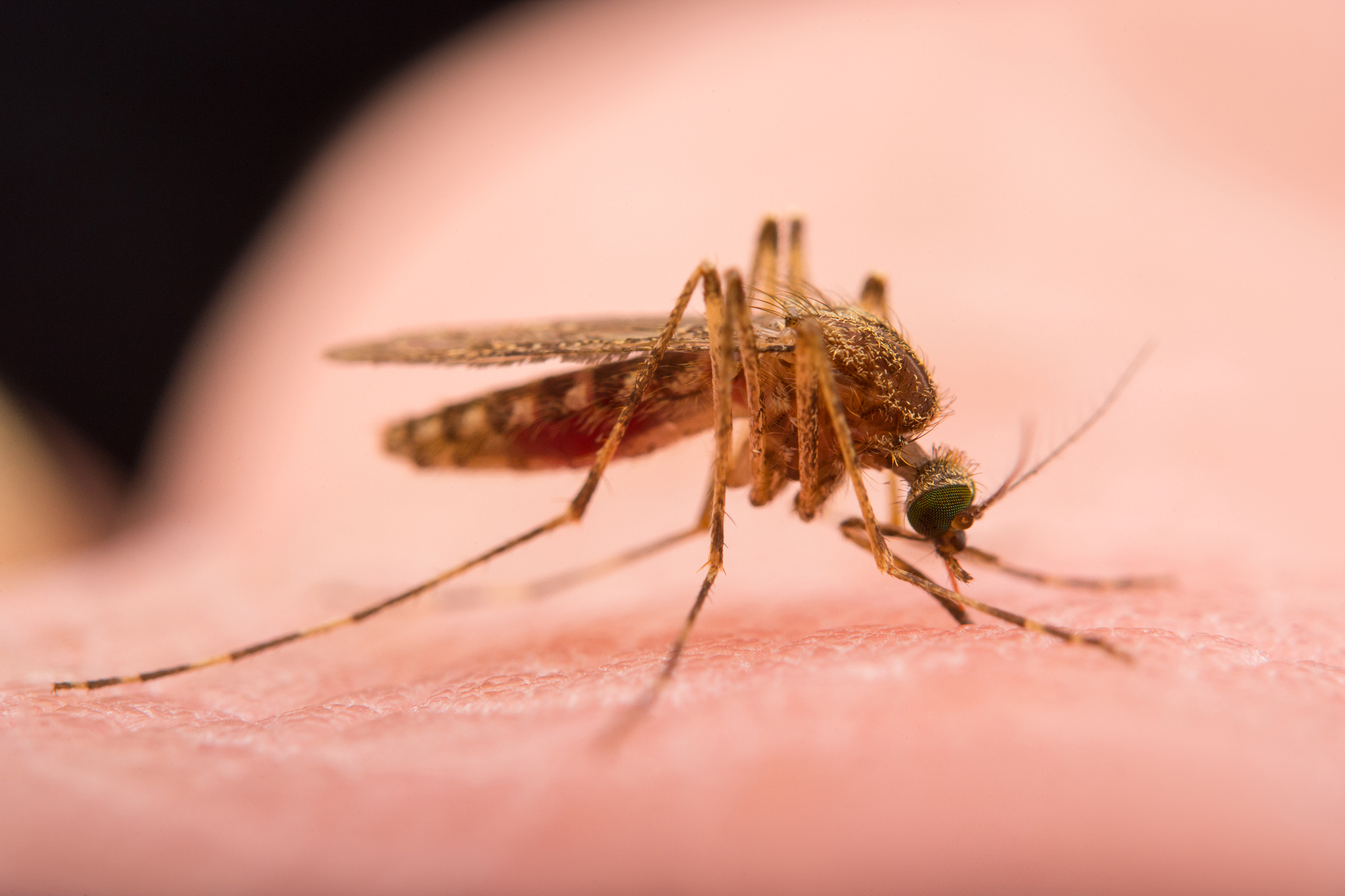 health-departments-helps-with-mosquito-awareness-and-prevention-whiz