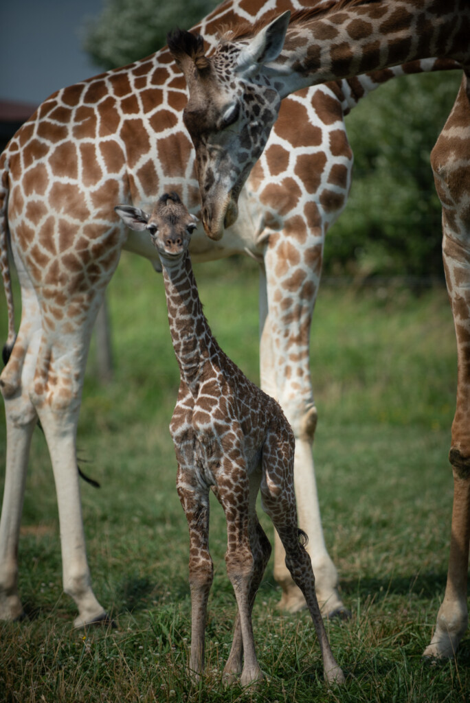 Giraffe Calf