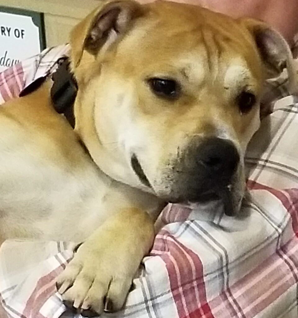 Diva