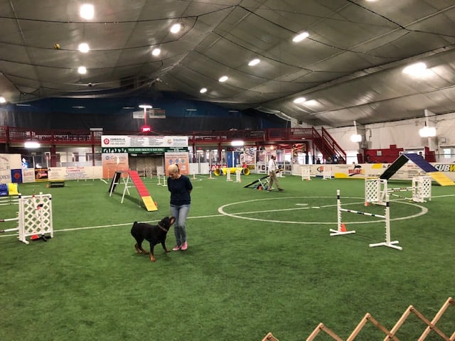Dog Agility Trials