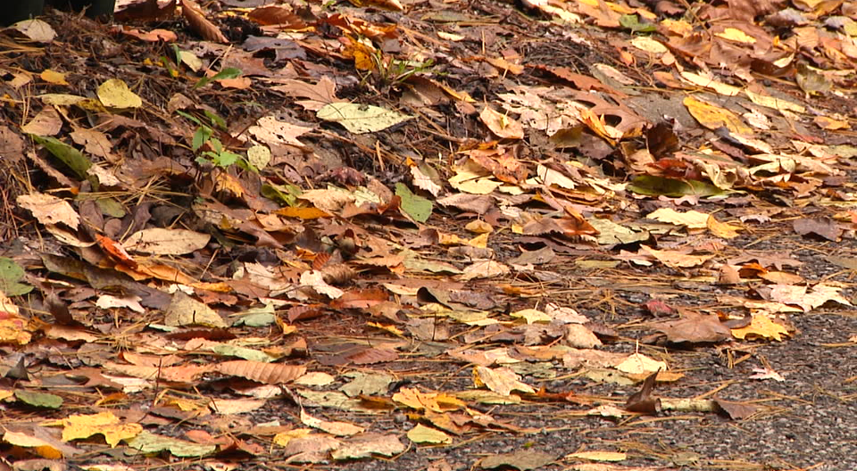 Leaf