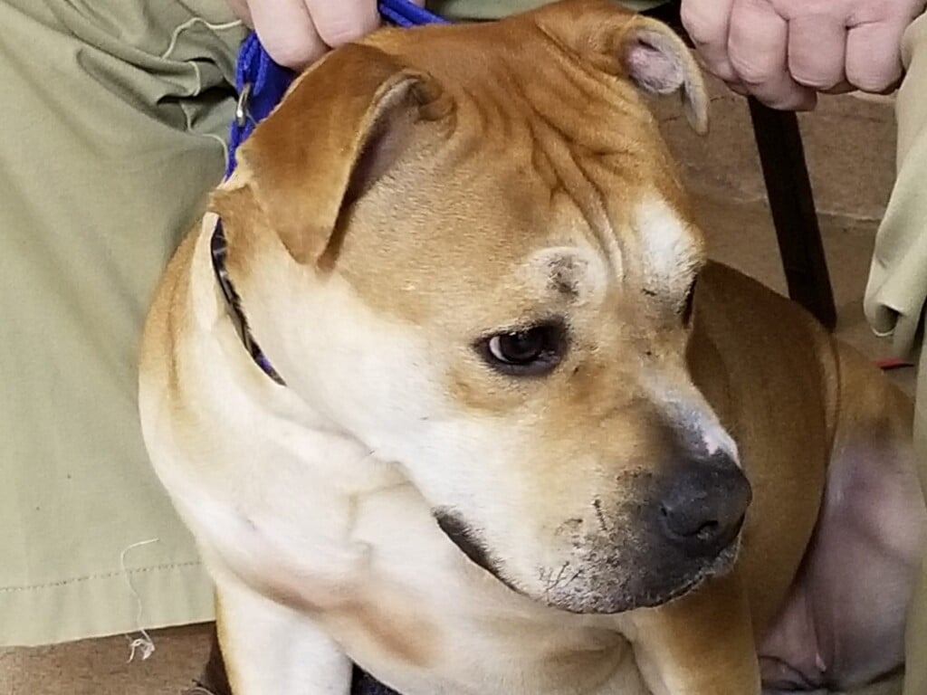 Shelter Diva