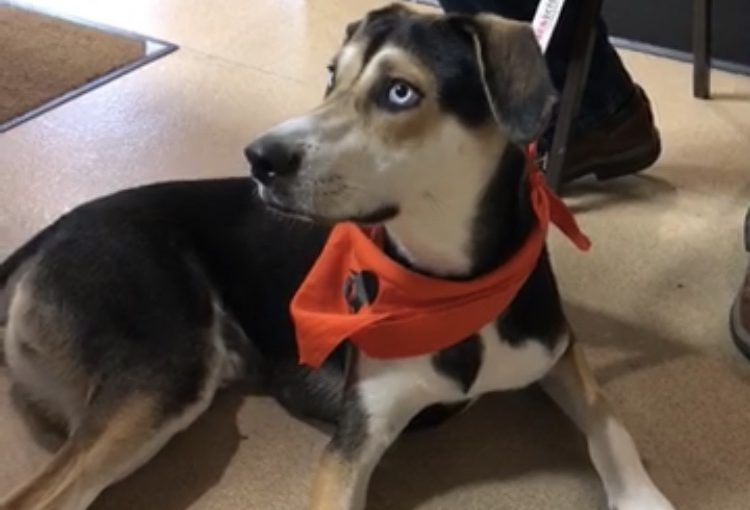 Dog