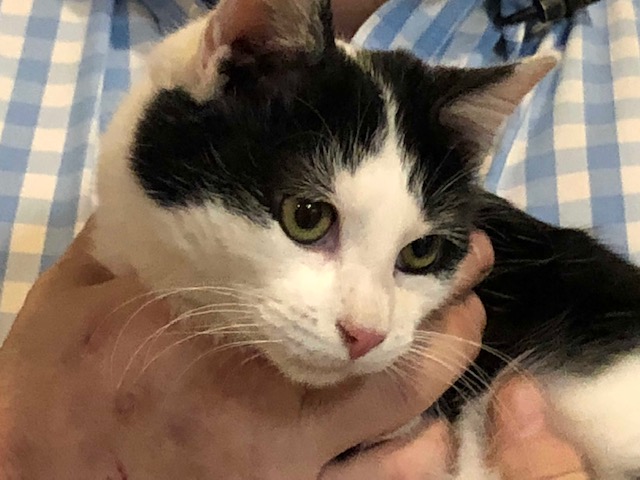 Oreo Pet Of The Week