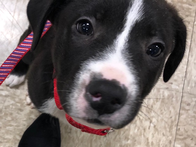 Diego Pet Of The Week