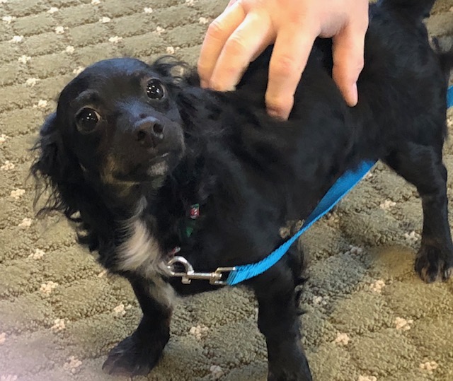 Pet Of The Week Oreo