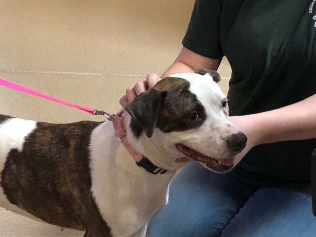 Holly Pet Of The Week