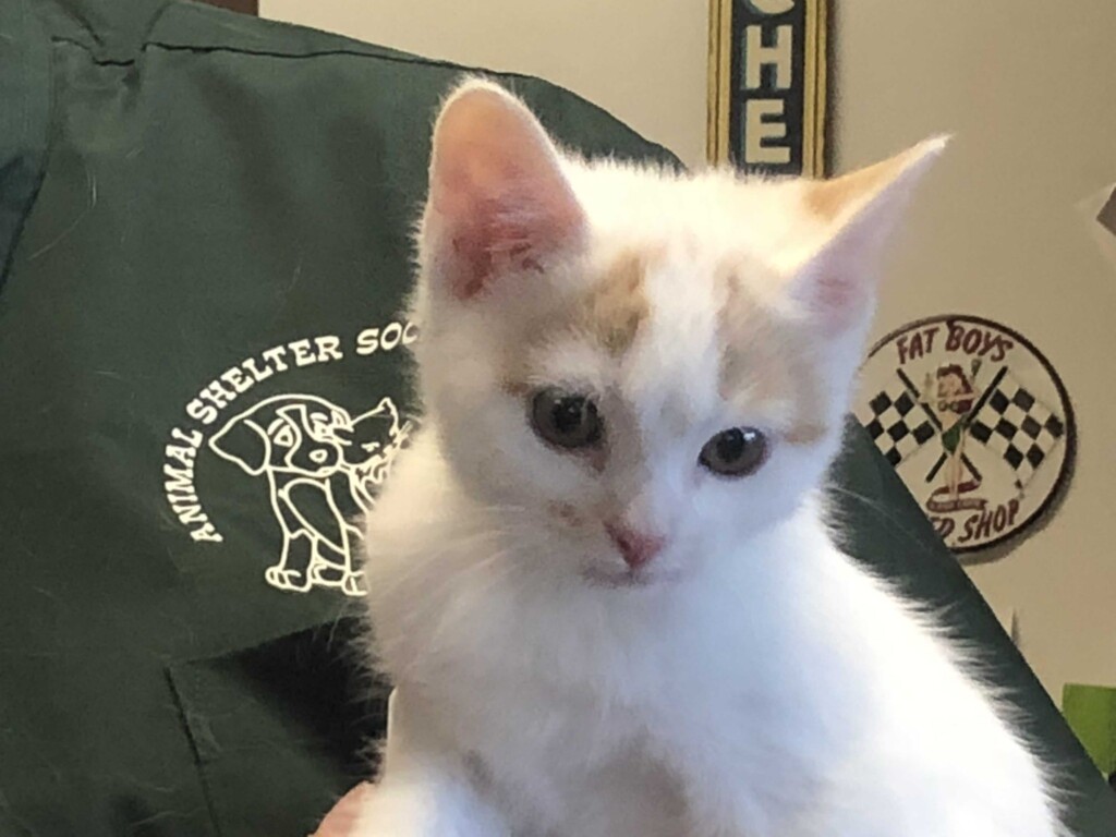 Repeat Pet Of The Week