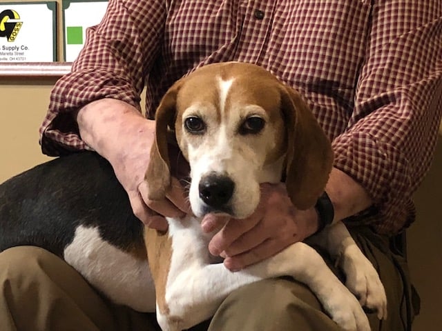 Artemis Pet Of The Week