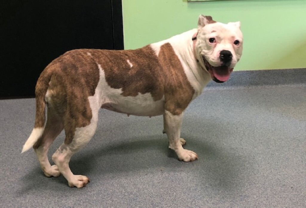 Jeannie Pet Of The Week