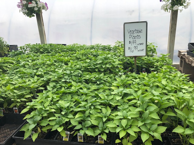 Veggie Plants