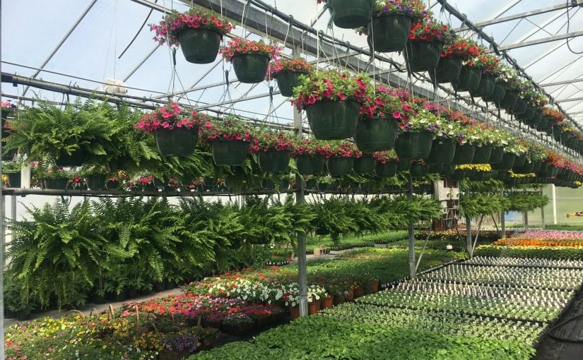 Genesis Flower Sale E1556833170181 825x510